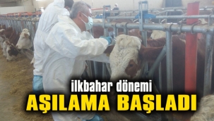 Büyükbaş aşılamaları başladı