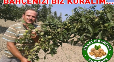 Bölgenize En Uygun En İyi Ceviz Fidanı Çeşidi Nasıl Seçilir?