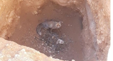 Çukura düşmüş halde bulunan Kızıl Tilki kurtarıldı