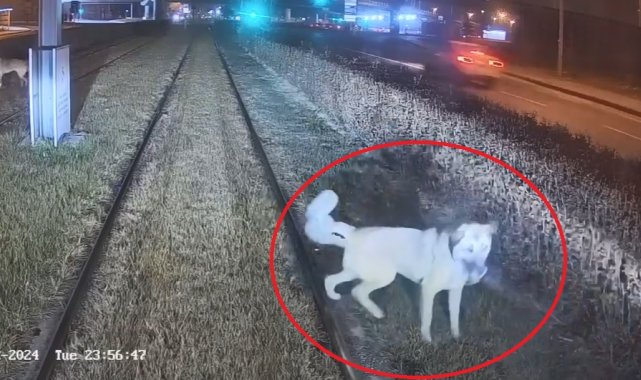 Zincirle raylara bağlanan köpek, vatmanın dikkatiyle kurtuldu