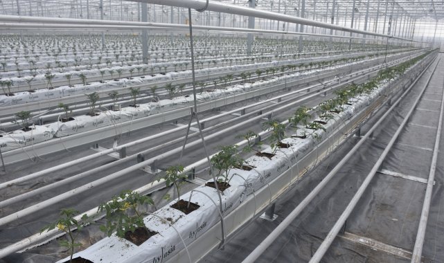 Düşük enerjiyle çalışan Sivas'ın en büyük cam serası 'örnek' olacak