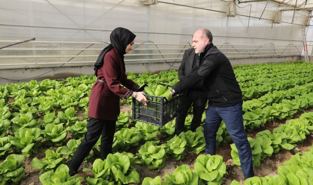 NÖHÜ'den Niğde'ye özgü marul üretimi