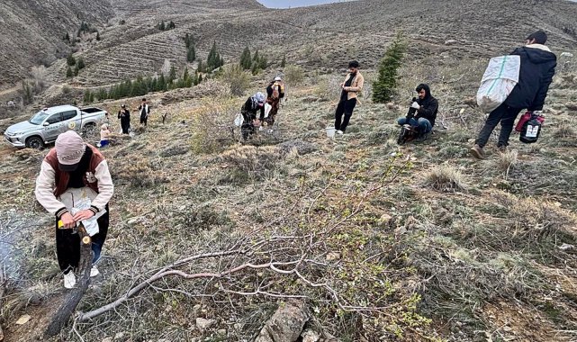 Niğde'de badem ağaçları aşılandı