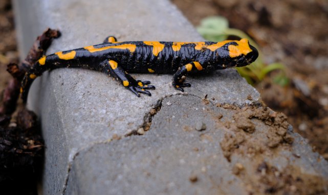 Kayseri'de sarı benekli semender görüldü