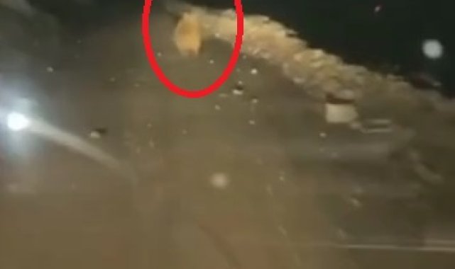 Yaylaya inen ayı, arı kovanlarını parçaladı