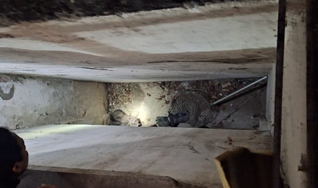 Havalandırma boşluğunda mahsur kalan 2 yavru kediyi itfaiye kurtardı