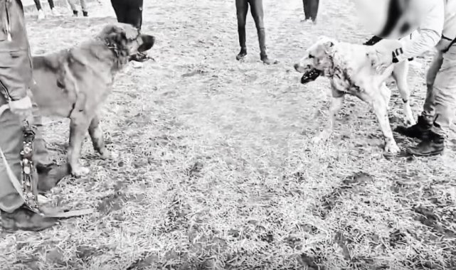 Kayseri'de köpek dövüştüren 8 kişiye gözaltı