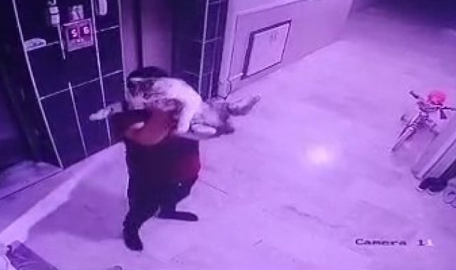 Kediyi yere fırlatan şüpheliye gözaltı