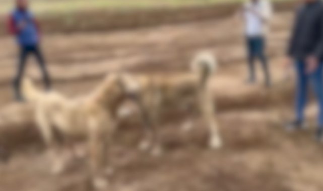 Köpek dövüştürüp sosyal medyada paylaşan 2 kişi yakalandı