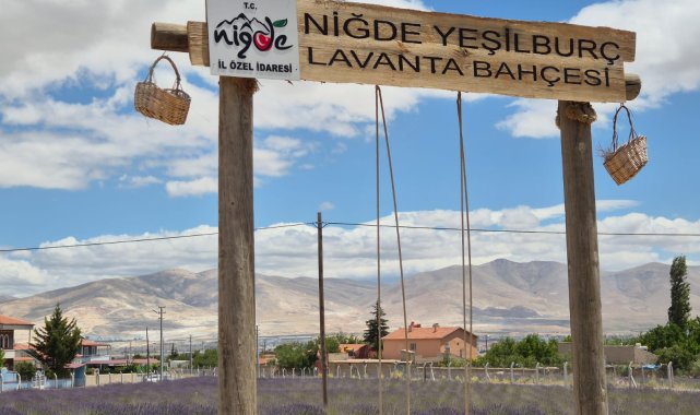 Lavanta bahçesiyle köy, turizm merkezi haline geldi