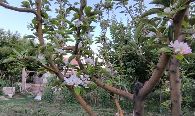 Ağustos ayında elma ağacı çiçek açtı