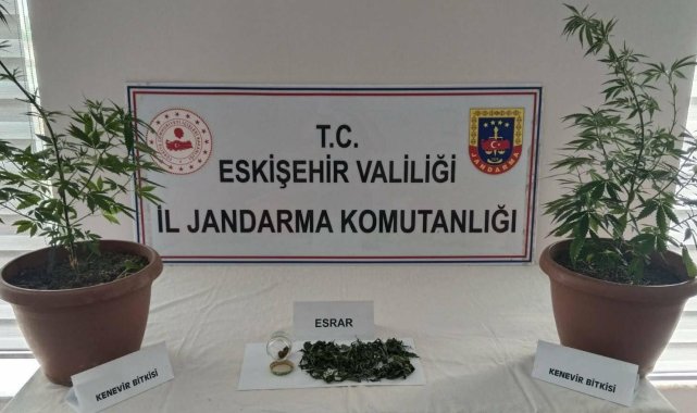 Balkonunda kenevir yetiştiren şüpheli yakalandı