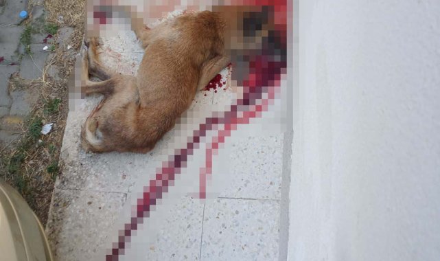 Polis, kendisine saldırdığını iddia ettiği sokak köpeğini tabancayla öldürdü