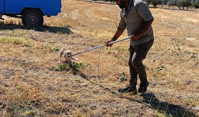 Su kuyusuna düşen tilki kurtarıldı
