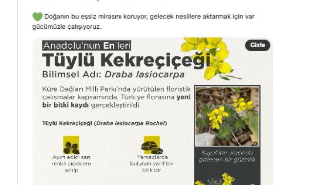 Bakan Yumaklı: Tüylü Kekreçiçeği, Türkiye florasına kaydedildi