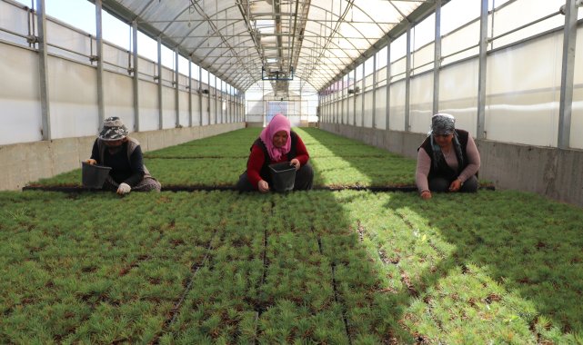 Kayseri'de yetiştirilen fidanlar, yanan orman alanlarını yeşertecek