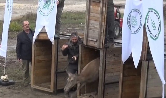 Bursa'da yetiştirilen 3 kızılgeyik doğaya salındı