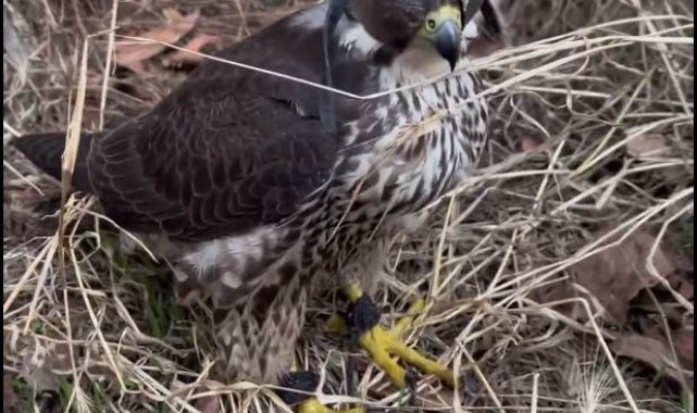 İstanbul'da 2 gökdoğan ele geçirildi; şüphelilere 1,5 milyon lira ceza