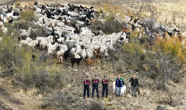 Kaybolan 544 küçükbaş dron destekli aramada bundu