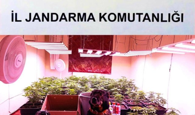 Kırıkkale'de iklimlendirme ile kenevir yetiştirilen eve operasyon: 1 gözaltı