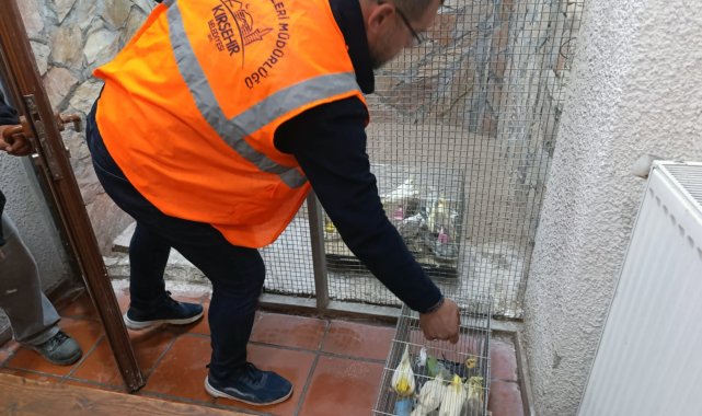 Kırşehir'de 66 yabani kuş ele geçirildi