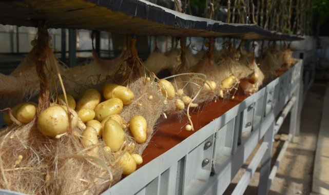 Niğde'de yerli ve milli patatesler topraksız sistemlerle 12 ay boyunca üretiliyor