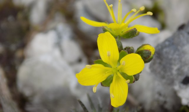 Yeni keşif 'tüylü kekreçiçeği' Türkiye'nin bitki florasına kaydedildi