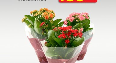 A101'de Aldın Aldın Ürünleri 20 Kasım'da Raflarda Yerini Alıyor