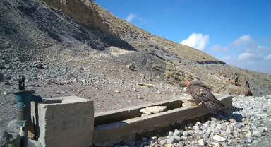 Aksaray'da yaban hayvanları kameraya yansıdı