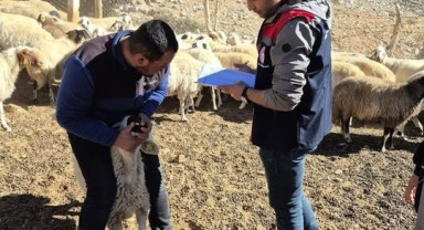 Ayrancı'da Kırsal Kalkınma Projesi Kapsamında Küçükbaş Hayvancılık Destekleri İncelendi