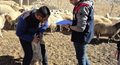 Ayrancı'da Küçükbaş Hayvan Alımı Yapan İşletmelerde Kırsal Kalkınma Kontrolleri Yapıldı