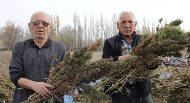 Endüstriyel Kenevirde İlk Hasatlar Tamamlandı: Üreticiler Memnun, Yatırım Bekliyor