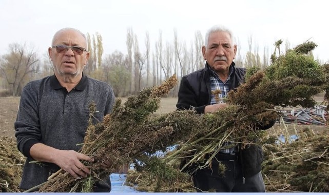 Endüstriyel Kenevirde İlk Hasatlar Tamamlandı: Üreticiler Memnun, Yatırım Bekliyor