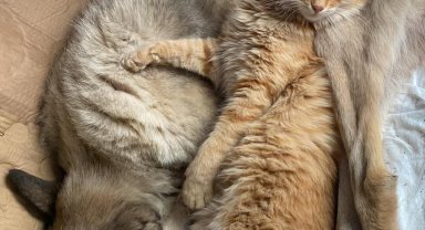 Felçli köpek Mazbut ile kedi İncir arasında duygulandıran bağ