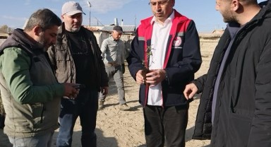 Karaman'da 1000 Dekarlık Mera Alanı Tuz Çalısı ile Islah Ediliyor