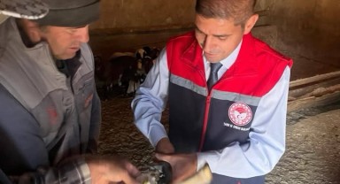 Karaman'da Küçükbaş ve Büyükbaş Hayvanlarda Hastalıkla Mücadele İçin Sıkı Kontroller Sürüyor