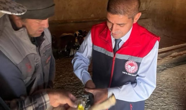 Karaman'da Küçükbaş ve Büyükbaş Hayvanlarda Hastalıkla Mücadele İçin Sıkı Kontroller Sürüyor