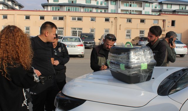 Nesli tehlike altındaki kara ayaklı gelinciği satmaya çalışırken yakalandı