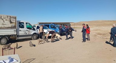 Nevşehir'de 8 yasaklı ırk köpek koruma altına alındı