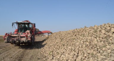 Pancar üreticisi fiyattan memnun