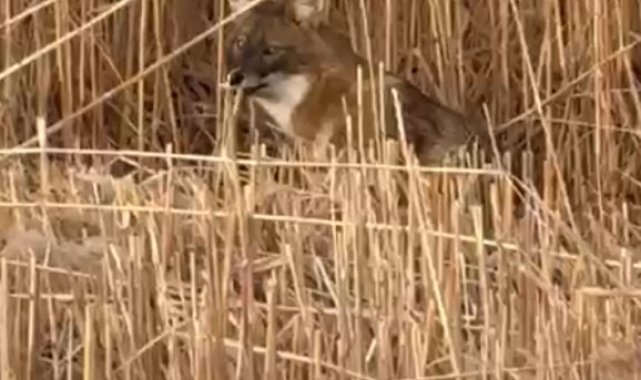 Sultan Sazlığı Milli Parkı'nda çakal görüntülendi