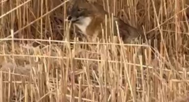 Sultan Sazlığı Milli Parkı'nda çakal görüntülendi