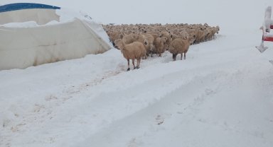 Üzerindeki karın ağırlığını taşıyamayan çadır çöktü, 8 koyun öldü