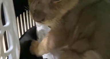 Yasa dışı yollarla Türkiye'ye getirilen aslan yavrusuna el konuldu