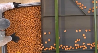 A101 Yerli Ceviz Üreticisinin Yanında: Emek ve Bereket Hikayesi