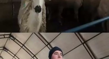 Ayrancı'da Genç Çiftçi Projesiyle Büyükbaş Hayvancılık Hedefi