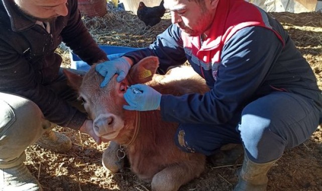 Karaman Başyayla'da Hayvan Sağlığı İçin Aşılama ve Küpeleme Sürüyor