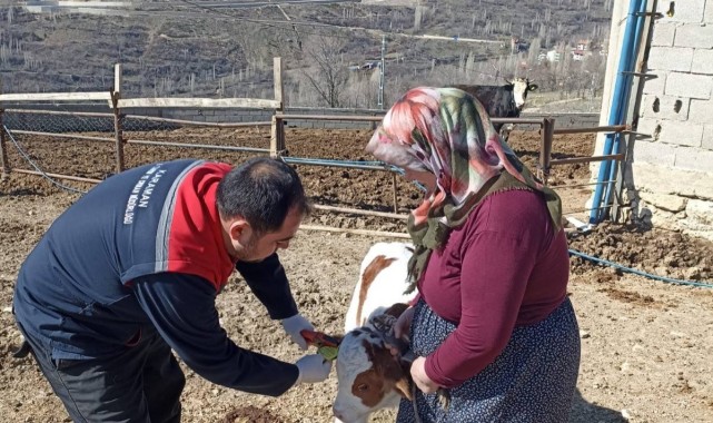 Başyayla'da Büyükbaş Hayvan Kayıt ve Küpeleme Çalışmaları Devam Ediyor