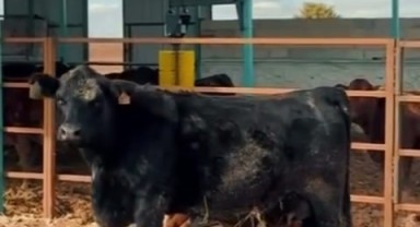 Kazımkarabekir'e Gelen Hayvanlar Doğum Yapmaya Başladı