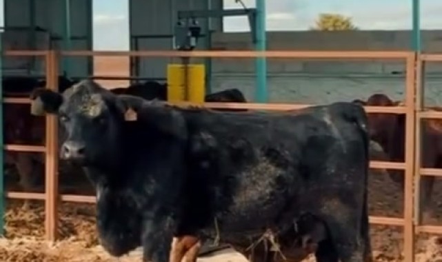 Kazımkarabekir'e Gelen Hayvanlar Doğum Yapmaya Başladı